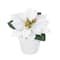 2.5" Premade White Velvet Poinsettia in White Terracotta Pot by Ashland®